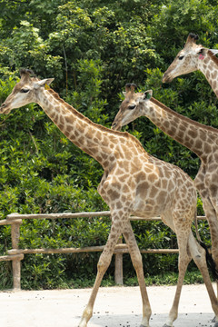 野生动物园的长颈鹿