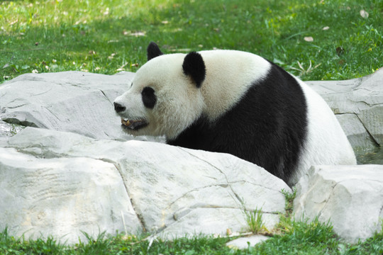 大熊猫泡澡