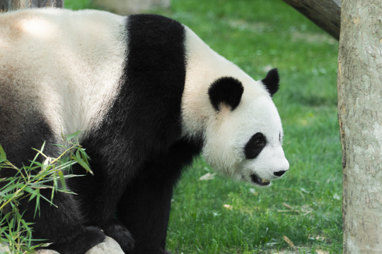 草坪上的一只大熊猫
