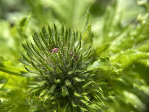 飞廉花