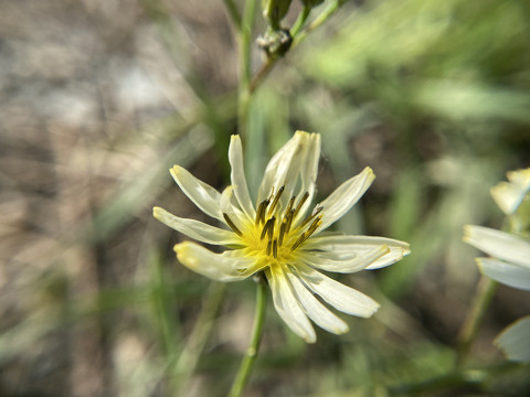 苦荬菜花