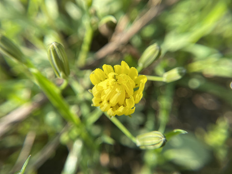 苦荬菜花