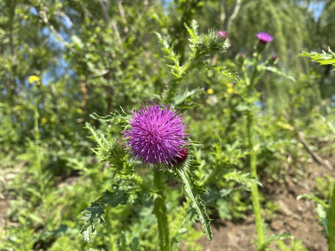 飞廉花