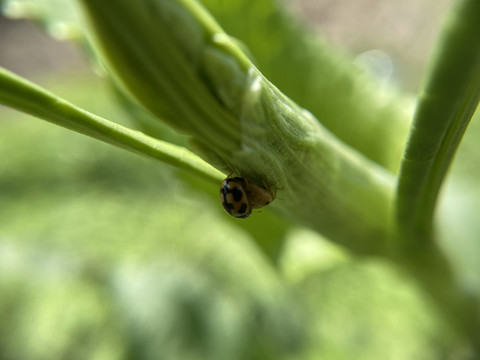 昆虫