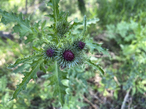 飞廉花