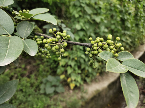 青花椒