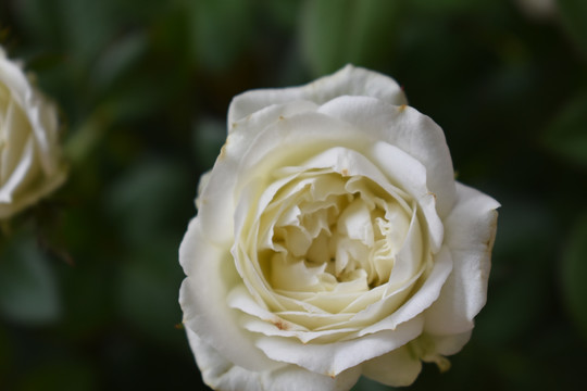 一朵白色的花
