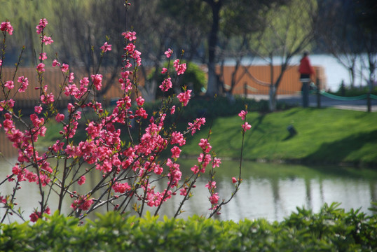 春天的桃花园