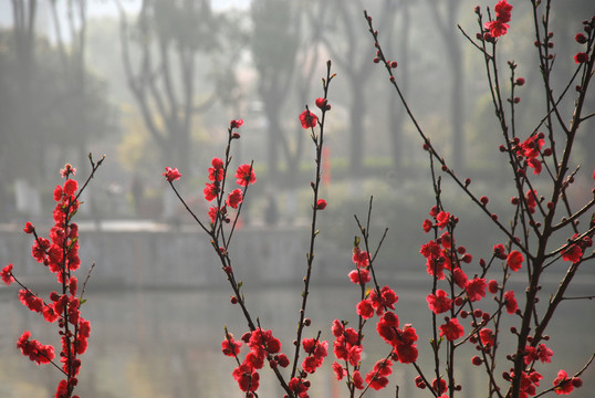 春天的桃花园