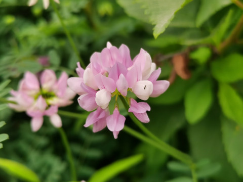 野豌豆花