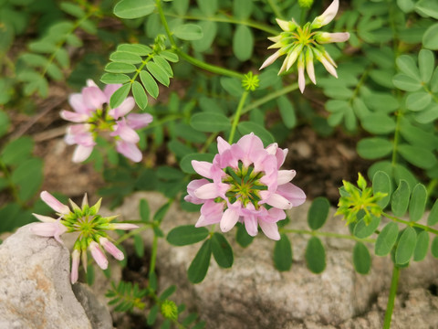 野豌豆花