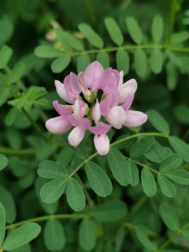 野豌豆花