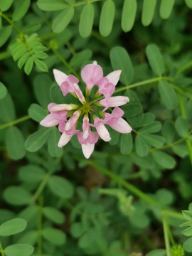 野豌豆花