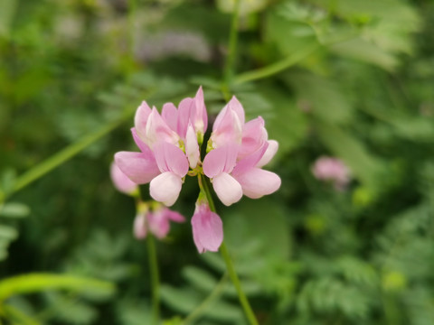 野豌豆花