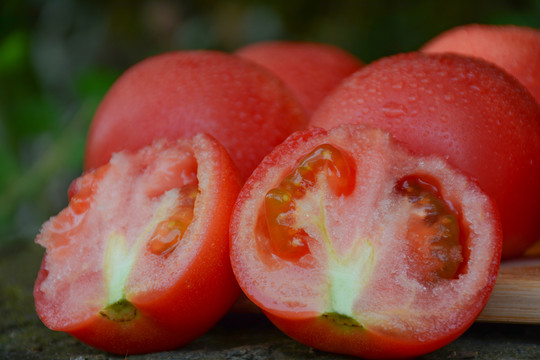 蕃茄西红柿