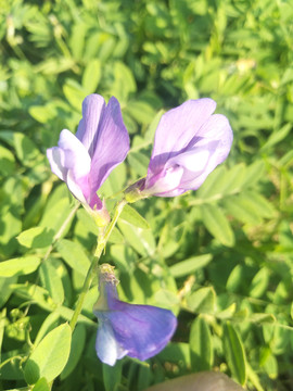 清晨阳光下的紫色花
