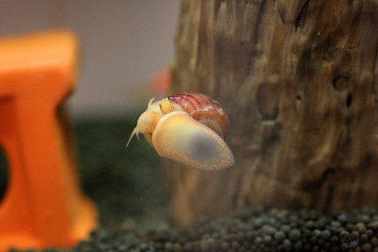 游动的蜗牛