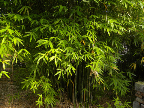 禾本科植物竹子