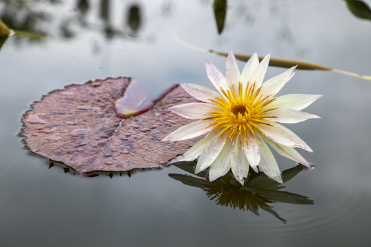 出水芙蓉