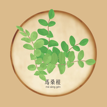 馬桑根
