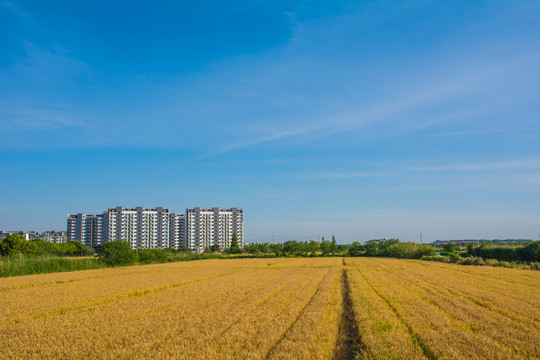 拆迁房背景麦地