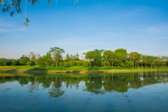 湿地公园水景