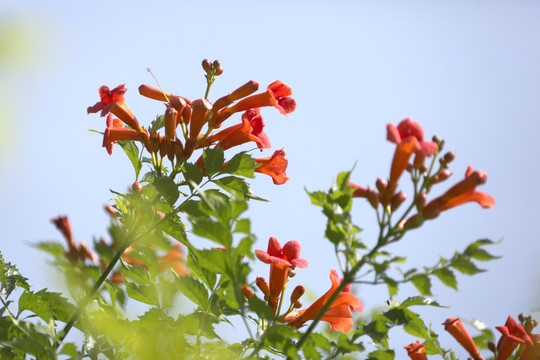 高清凌霄花