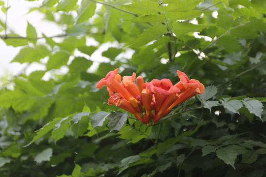 高清凌霄花