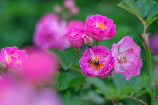 初夏公园里盛开的蔷薇花