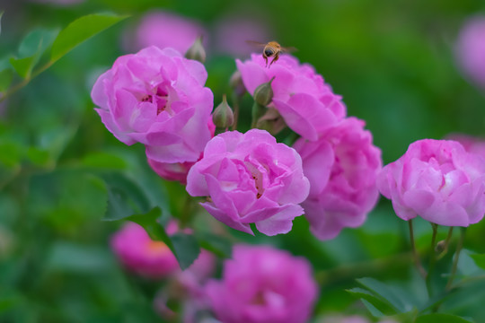 初夏公园里盛开的蔷薇花