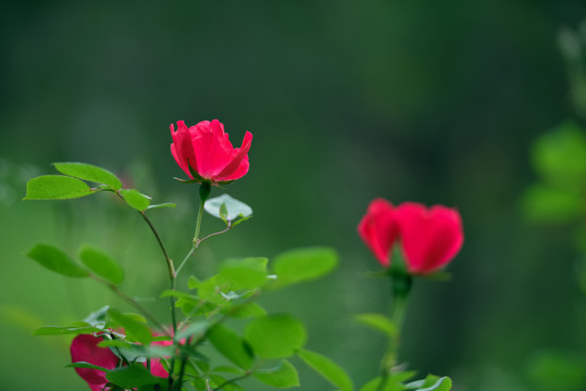 公园里盛开的月季花