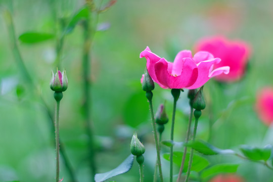 公园里盛开的月季花