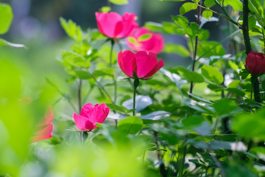 公园里盛开的月季花