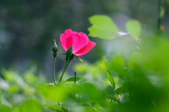 公园里盛开的月季花