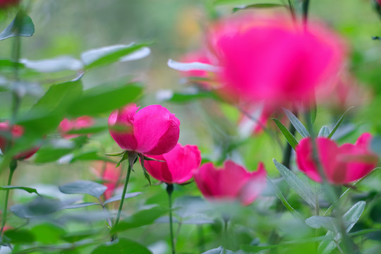 公园里盛开的月季花