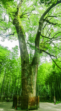 千年古香樟树