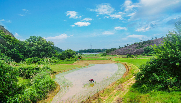 农田插秧田园风景