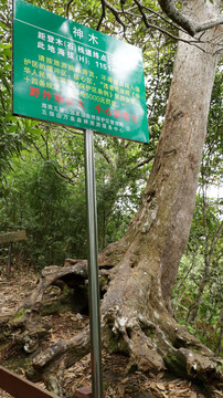 海南省五指山热带雨林风景区