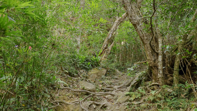 五指山热带雨林风景区