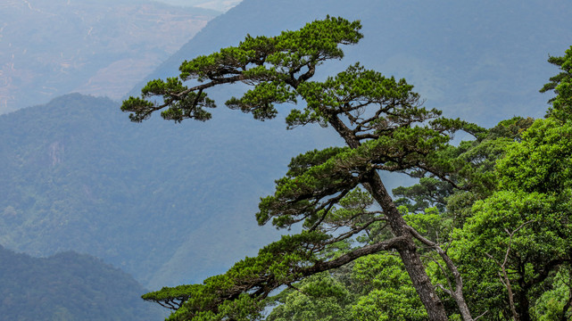 海南五指山热带雨林公园的迎客松