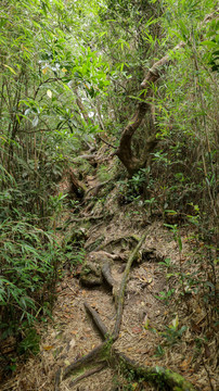 五指山热带雨林