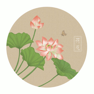 荷花插画