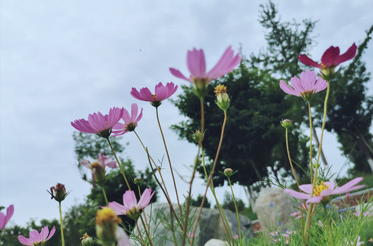 格桑花