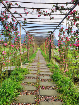 月季花观景长廊走道