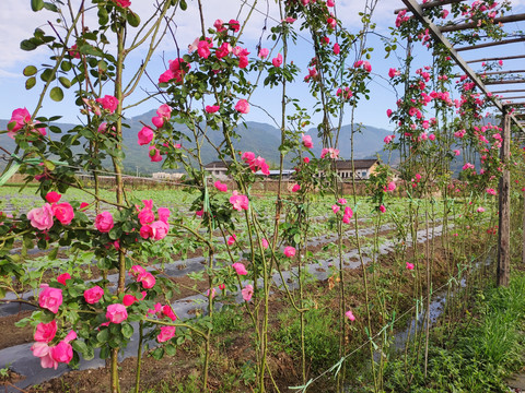 月季花架攀附架