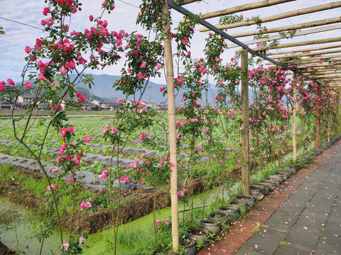 月季花架攀附架