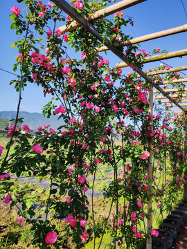 月季花架攀附架