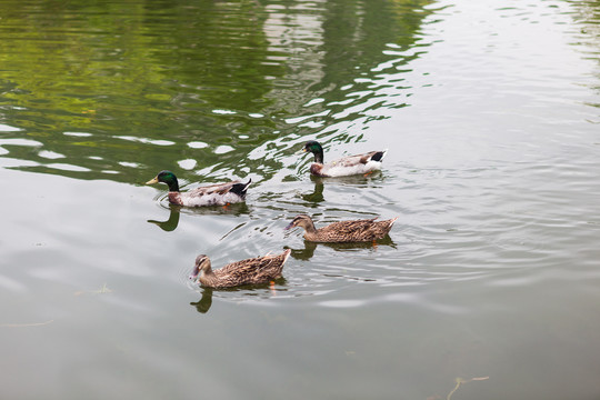 湖中游动觅食的鸭群