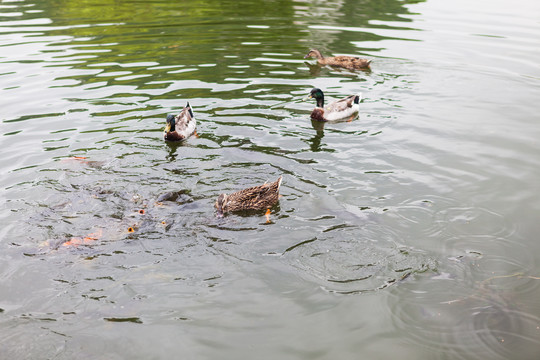 湖中游动觅食的鸭群