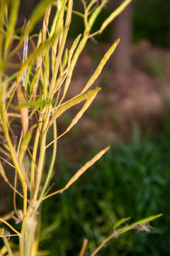 油菜籽